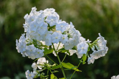 yeşil zemin üzerine yaz çiçek