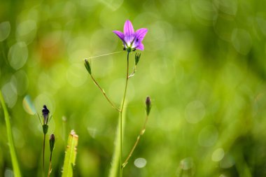 yeşil zemin üzerine yaz çiçek