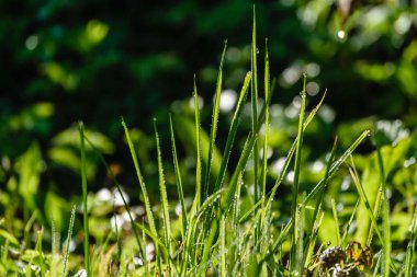 yeşil zemin üzerine yaz çiçek