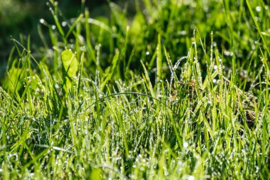 yeşil zemin üzerine yaz çiçek