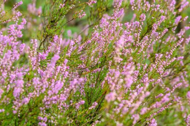yeşil zemin üzerine yaz çiçek