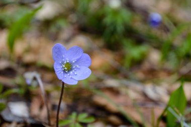 yeşil zemin üzerine yaz çiçek