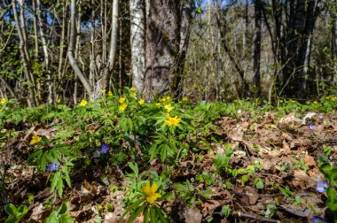 yeşil zemin üzerine yaz çiçek