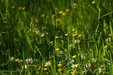 yeşil zemin üzerine yaz çiçek