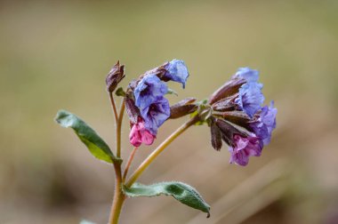 yeşil zemin üzerine yaz çiçek