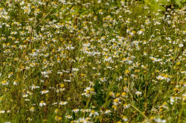 yeşil zemin üzerine yaz çiçek