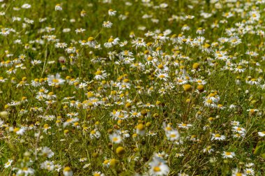 yeşil zemin üzerine yaz çiçek