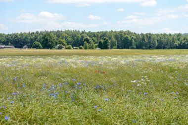 yeşil zemin üzerine yaz çiçek