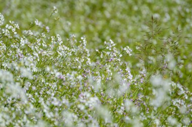 yeşil zemin üzerine yaz çiçek