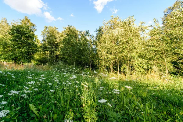 Zomerbloemen op groene achtergrond — Stockfoto