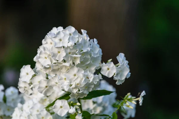 Flores de verano sobre fondo verde —  Fotos de Stock