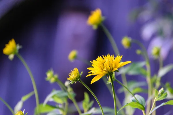 Summer flowers on green background — Stock Photo, Image