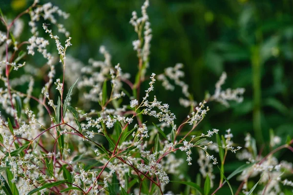 緑の背景夏の花 — ストック写真