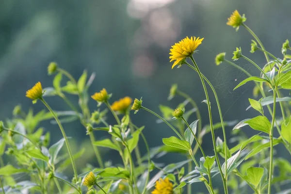 Літні квіти на зеленому тлі — стокове фото
