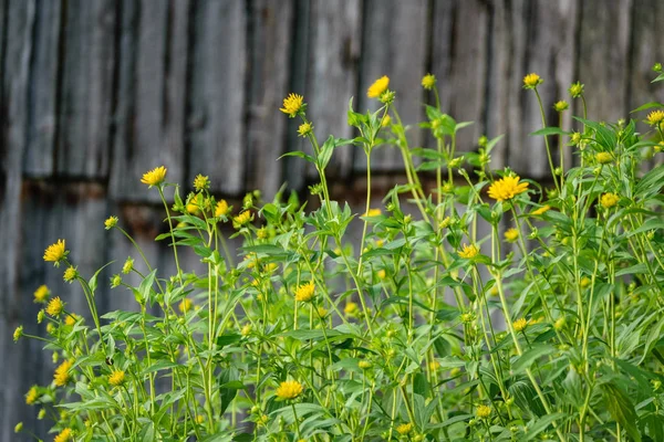 Summer flowers on green background — Stock Photo, Image