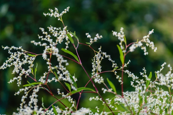 Letní květy na zeleném pozadí — Stock fotografie