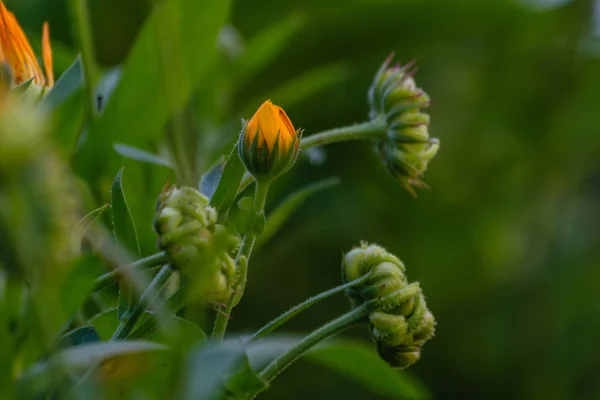 Літні квіти на зеленому тлі — стокове фото
