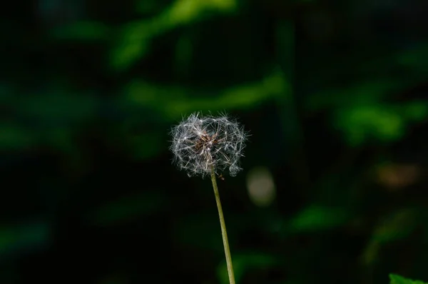 Letní květy na zeleném pozadí — Stock fotografie