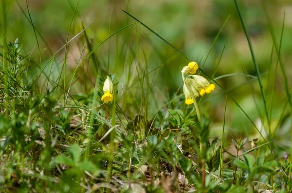 Flori de vară pe fundal verde — Fotografie, imagine de stoc