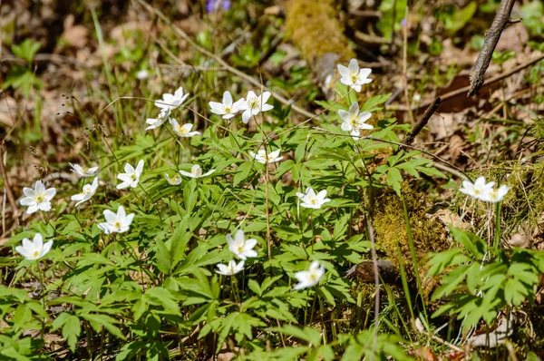 Fiori estivi su sfondo verde — Foto Stock