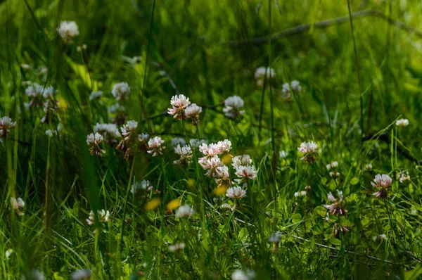 Flores de verão em fundo verde — Fotografia de Stock