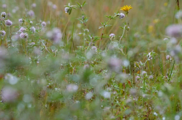 Letnie kwiaty na zielonym tle — Zdjęcie stockowe
