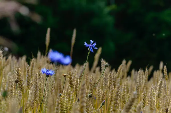 Flores de verano sobre fondo verde — Foto de Stock