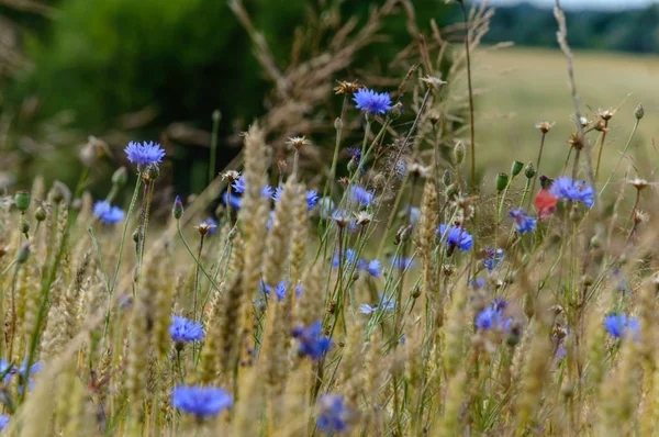 緑の背景夏の花 — ストック写真