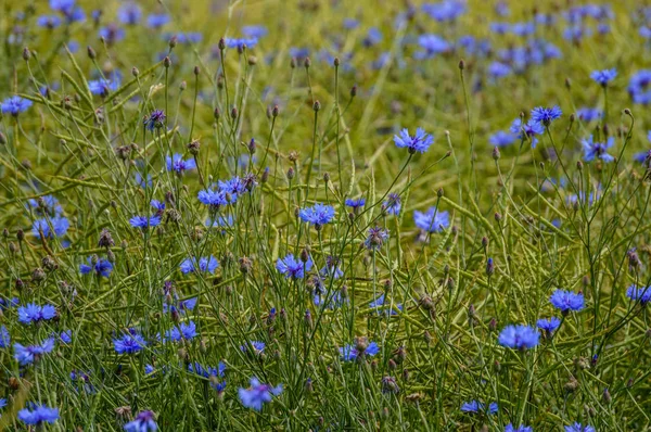 Fiori estivi su sfondo verde — Foto Stock