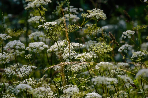 Flori de vară pe fundal verde — Fotografie, imagine de stoc