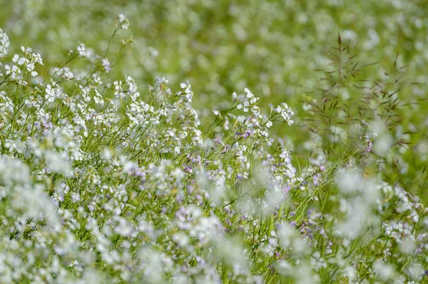 녹색 배경에 여름 꽃 — 스톡 사진