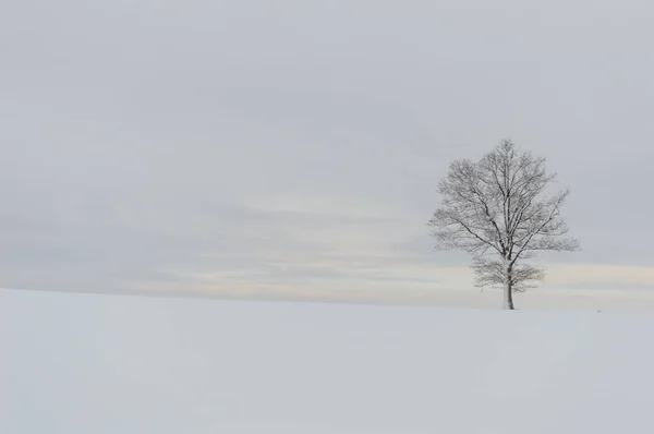 Invierno escena rural con nieve y campos blancos —  Fotos de Stock