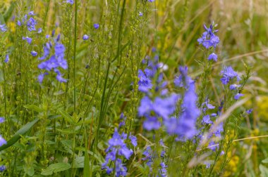 yeşil zemin üzerine yaz çiçek