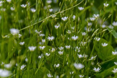 yeşil zemin üzerine yaz çiçek