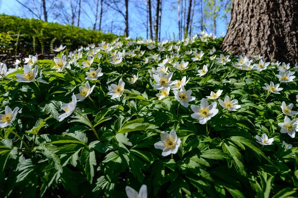 Fiori estivi su sfondo verde — Foto Stock