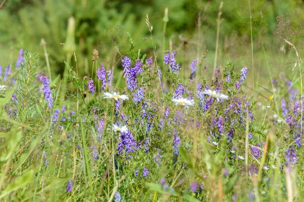 Sommerblumen auf grünem Hintergrund — Stockfoto