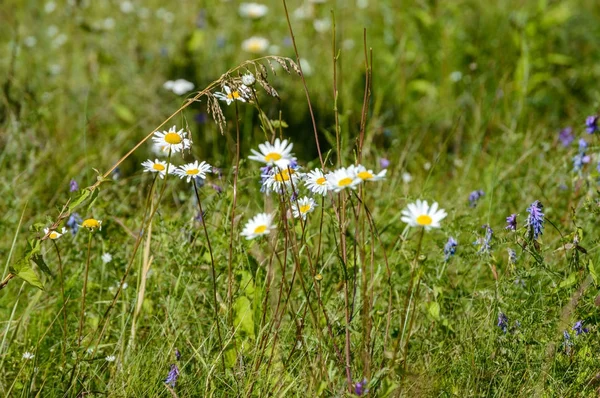 Letnie kwiaty na zielonym tle — Zdjęcie stockowe