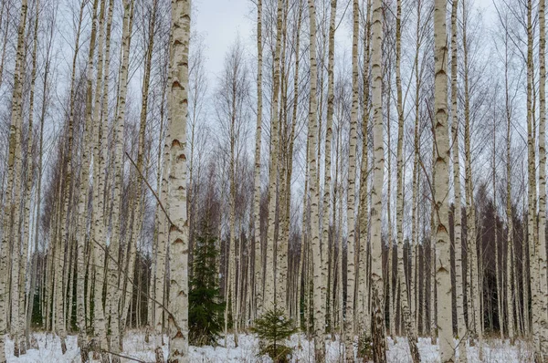 Huş ağaçları kış kar beyaz — Stok fotoğraf