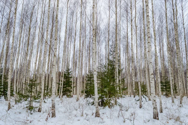 白樺の木の冬の雪の白 — ストック写真