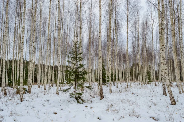 Brzoza drzew biały zima snow — Zdjęcie stockowe