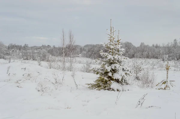 Winter ländliche Szene mit Schnee und weißen Feldern — Stockfoto