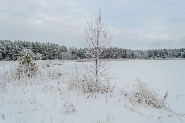 Scenario rurale invernale con neve e campi bianchi — Foto Stock