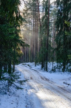 kış kar ve beyaz orman ile kırsal manzara