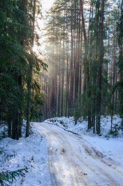 kış kar ve beyaz orman ile kırsal manzara