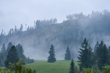 dağ başında bulutlar ve sis kaplı Güz