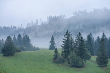 Panoramik dağ bölgesinde sisli orman