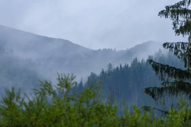 Panoramik dağ bölgesinde sisli orman