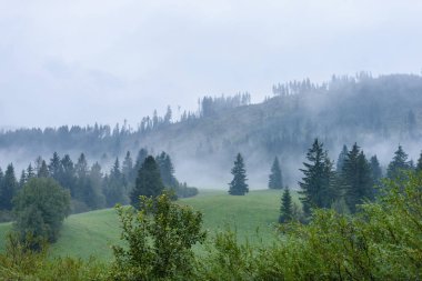 Panoramik dağ bölgesinde sisli orman