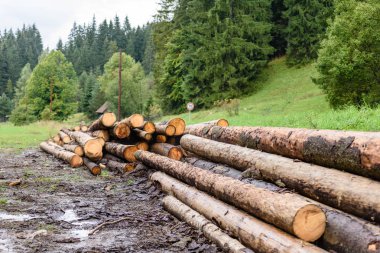 Orman yolunda büyük bir odun yığını