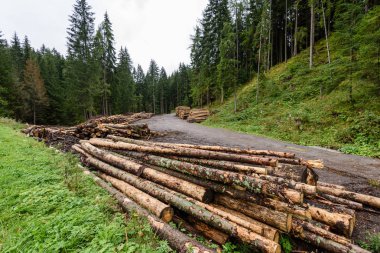Orman yolunda büyük bir odun yığını